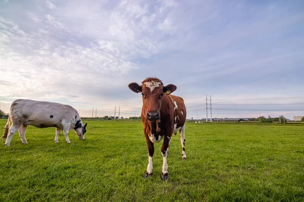 Fazenda de gado bovino nos Países Baixos, Hoilland — Fotografia de Stock