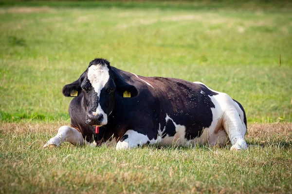 Doença causando moscas de chifre gado mosca pragas de gado em uma cabeça de vaca — Fotografia de Stock