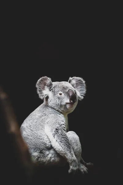 Vahşi koala bir ağaç portresinin dalında oturuyor.