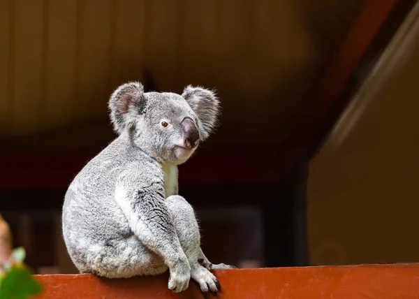 Portrét obrázek roztomilé divoké šedé koala — Stock fotografie