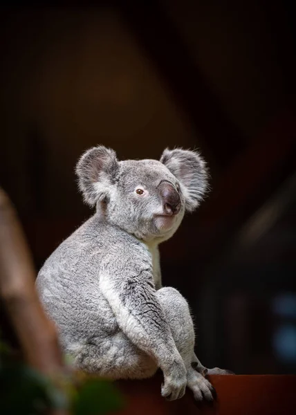 Portrét divoké koaly sedící na stromě — Stock fotografie