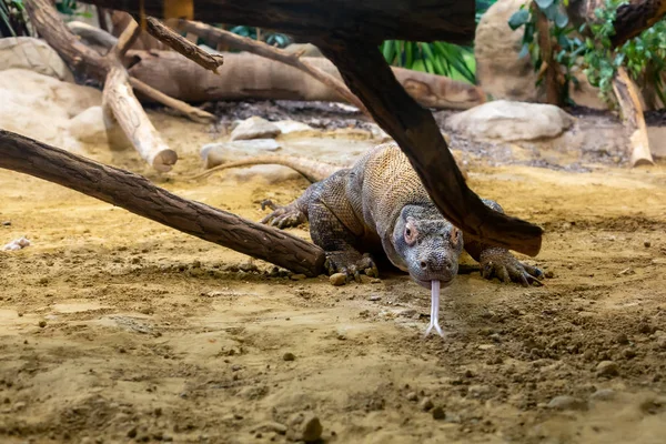 Komodo ejderha sürüngeni uzun çatallı dilini gösteriyor.