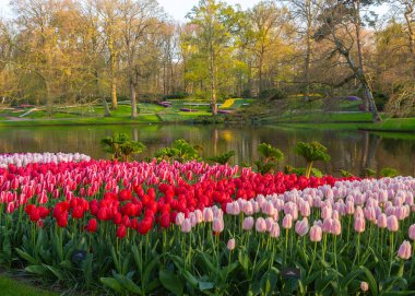 Hollanda lale bahçesi Keukenhof 'ta laleler Hollanda' da