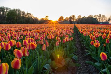 Hollanda 'da bahar mevsiminde lale çiçeği tarlaları