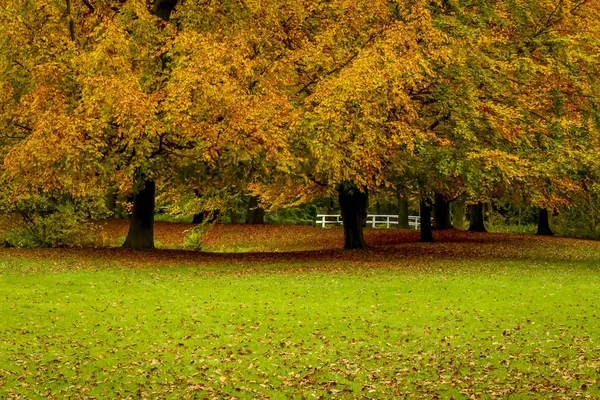 Parques em cores de estação de outono da névoa de novembro — Fotografia de Stock