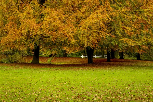 11月の紅葉の公園霧の季節 — ストック写真