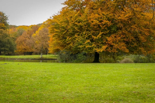 Parks in autumn season colors of the november season mist — Stock Photo, Image