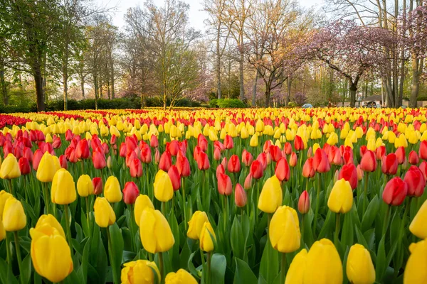 Тюльпаны в голландском тюльпановом саду Keukenhof в Нидерландах — стоковое фото