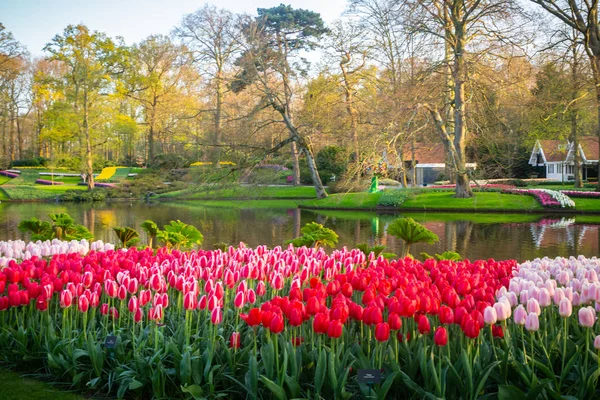 Тюльпаны в голландском тюльпановом саду Keukenhof в Нидерландах — стоковое фото