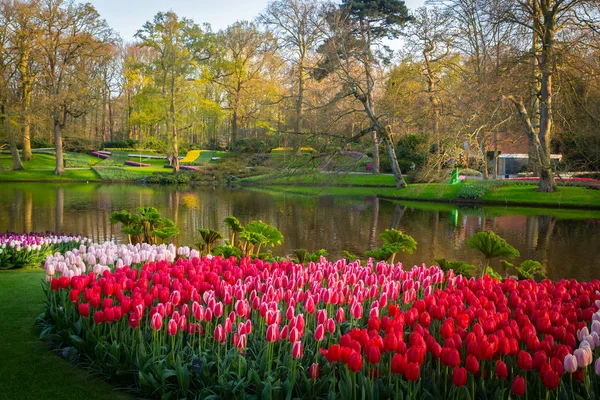 Тюльпаны в голландском тюльпановом саду Keukenhof в Нидерландах — стоковое фото