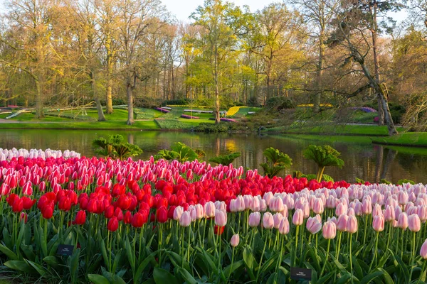 Tulipes dans le jardin néerlandais de tulipes Keukenhof aux Pays-Bas — Photo