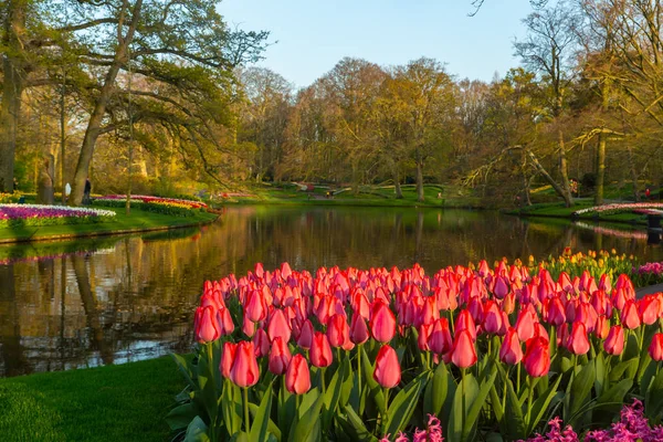 Hollanda lale bahçesi Keukenhof 'ta laleler Hollanda' da
