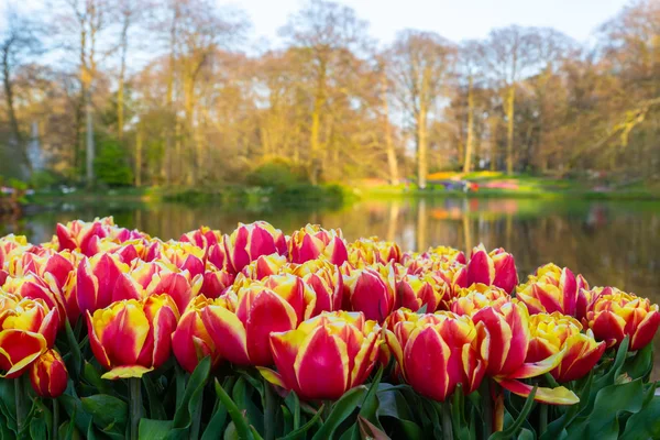 Tulips in Dutch tulip garden Keukenhof in The Netherlands — Stock Photo, Image