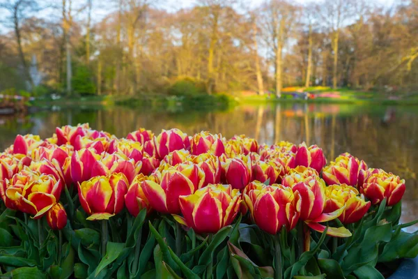 Hollanda lale bahçesi Keukenhof 'ta laleler Hollanda' da