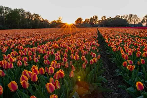 Цветочные поля тюльпанов в Нидерландах в весенний сезон — стоковое фото