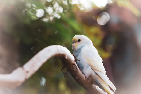 Beautiful budgie parakeet bird sitting on tree branch image — Stock Photo, Image