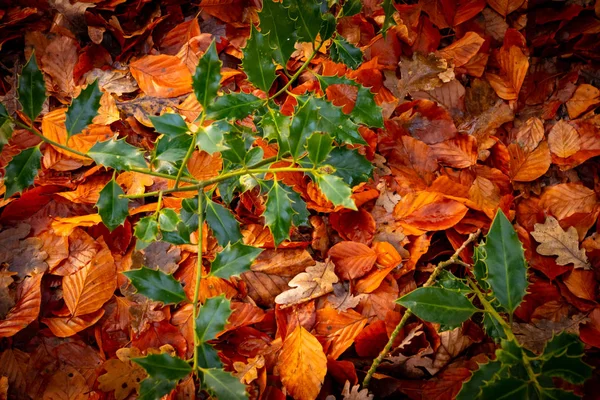 紅葉の美しい秋の紅葉を背景に — ストック写真