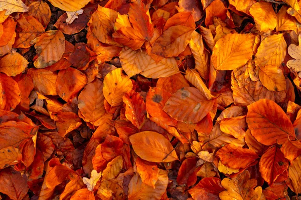 Folhas de outono falled secas da temporada de outono com cores bonitas para o fundo — Fotografia de Stock