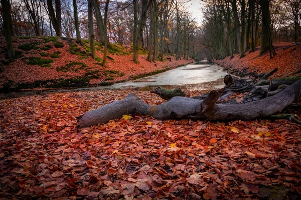 木やオレンジの乾燥した秋の葉から木の丸太を切り — ストック写真