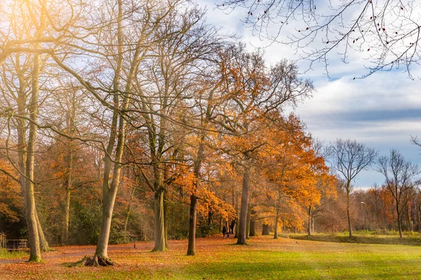 美しい太陽の光が差し込む秋の公園風景写真 — ストック写真