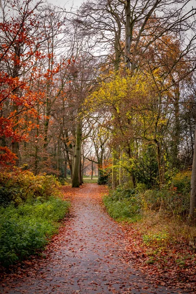 秋の公園の美しい色季節の肖像画の向き — ストック写真