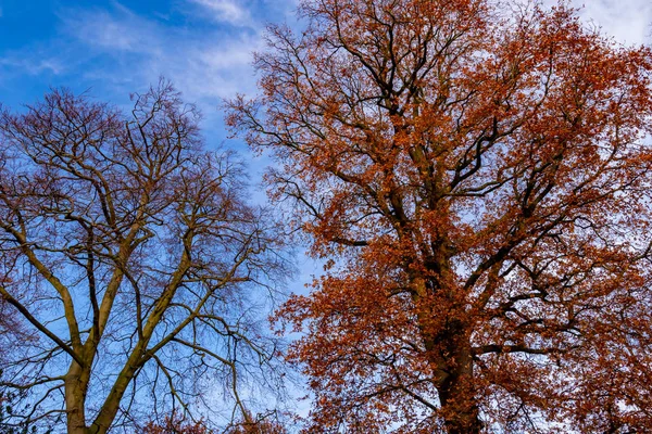 Árvore de outono colorido e bonito durante a temporada de outono a partir de baixo — Fotografia de Stock