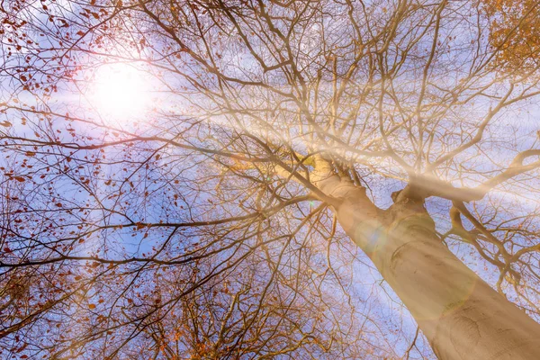 Colorful and beautiful autumn tree during the fall season from below — ストック写真