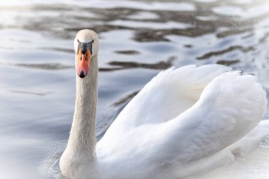Su birikintisindeki güzel beyaz bir kuğu kuşu portresi.