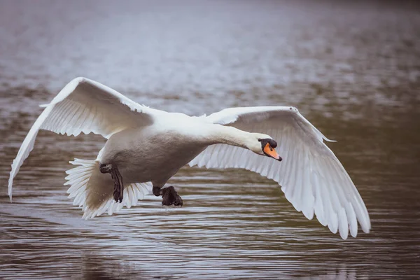 美丽的飞着的白天鹅青鸟形象 — 图库照片