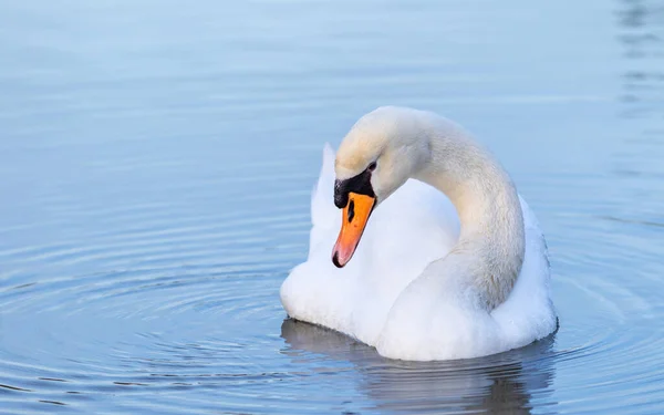 水塘中一只美丽的白天鹅的肖像 — 图库照片