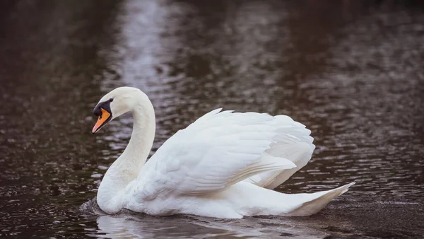 水塘中一只美丽的白天鹅的肖像 — 图库照片