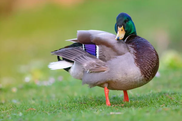 Portrait d'un canard colvert mignon oiseau de sauvagine — Photo