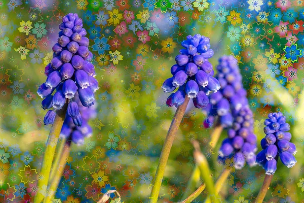 Muscari üzümü sümbülü mavi çiçek bahar mevsimi çiçekleri makro görüntü