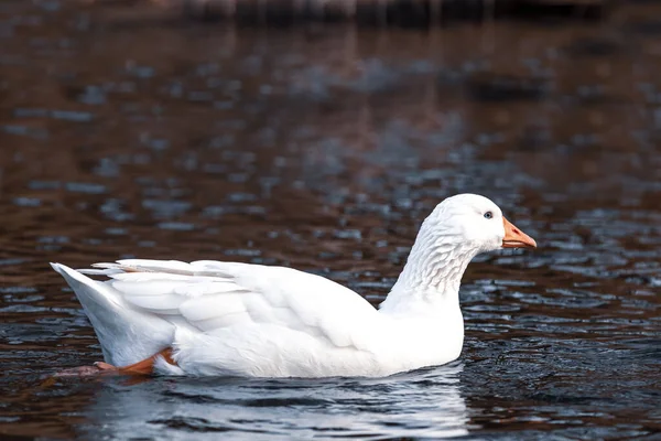 Image portrait d'un oiseau d'oie blanche dans un étang d'hiver nageant — Photo