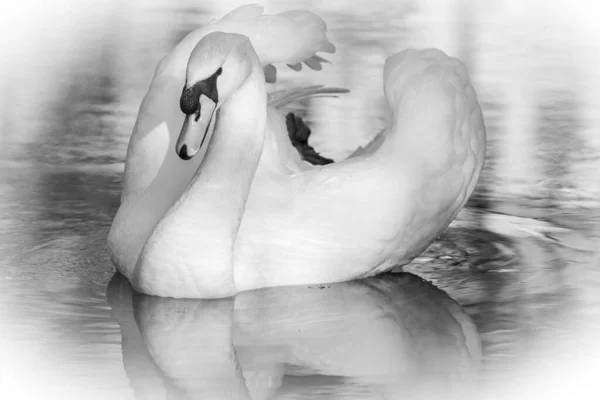 Retrato de um belo pássaro cygnus cisne branco em uma lagoa de água — Fotografia de Stock