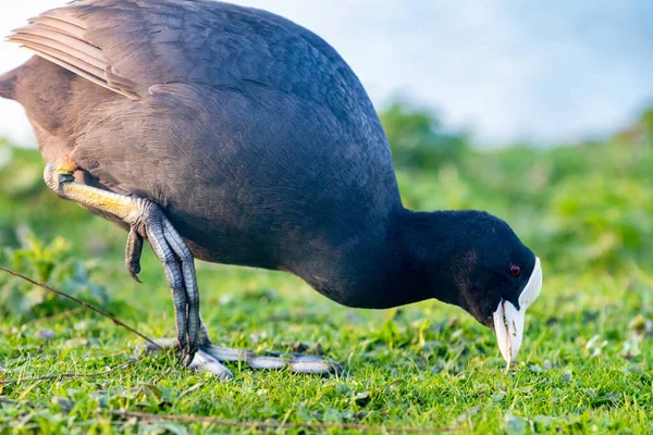 Retrato de un pájaro negro salvaje en el césped hierba alimentación —  Fotos de Stock