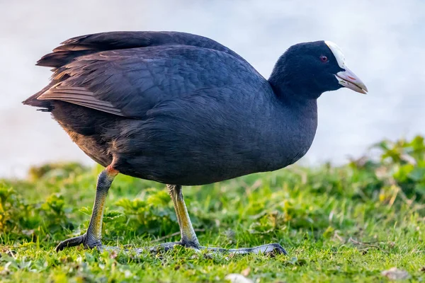 Portrait d'un oiseau sauvage de la foulque noire sur la pelouse d'herbe se nourrissant — Photo