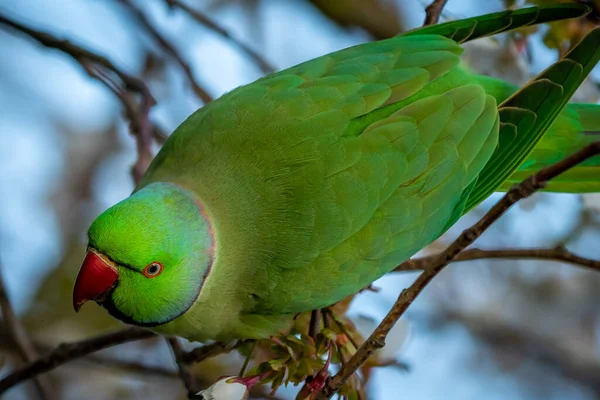 Portrait of a beautiful ringed neck parakeet parrot on a tree branch — Stock Photo, Image