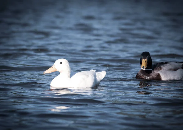池塘里的一对野鸭白化病鸭选择焦点模糊 — 图库照片
