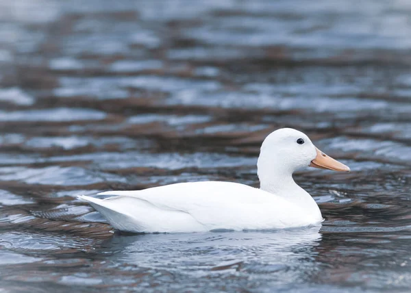 一只白色白化病鸭在池塘里的肖像 — 图库照片