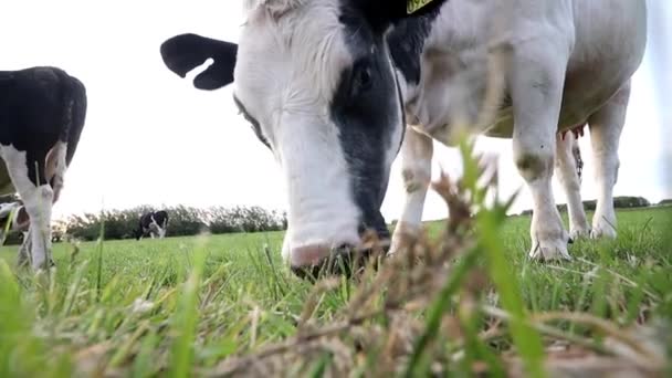 Kuh Weidet Auf Einem Feld — Stockvideo