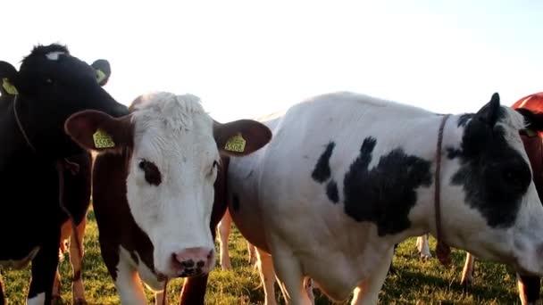 Kühe Einem Rind Mit Sonneneinstrahlung — Stockvideo