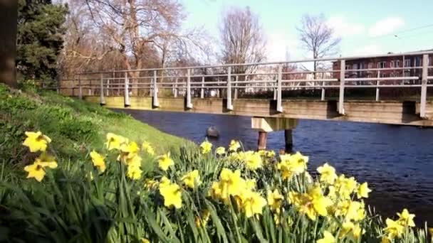 Narcisos Flor Primavera Narcisos Florescendo Cidade Haia Países Baixos — Vídeo de Stock