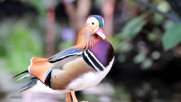 Colorido Hermoso Mandarín Patos Orilla Estanque — Vídeo de stock