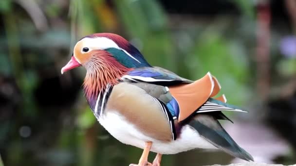 Colorido Hermoso Mandarín Patos Orilla Estanque — Vídeos de Stock