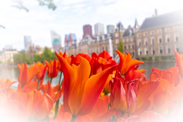 Весенние цветы тюльпаны в парламенте Нидерландов в городе Гаага, выборочное размытие фокуса — стоковое фото