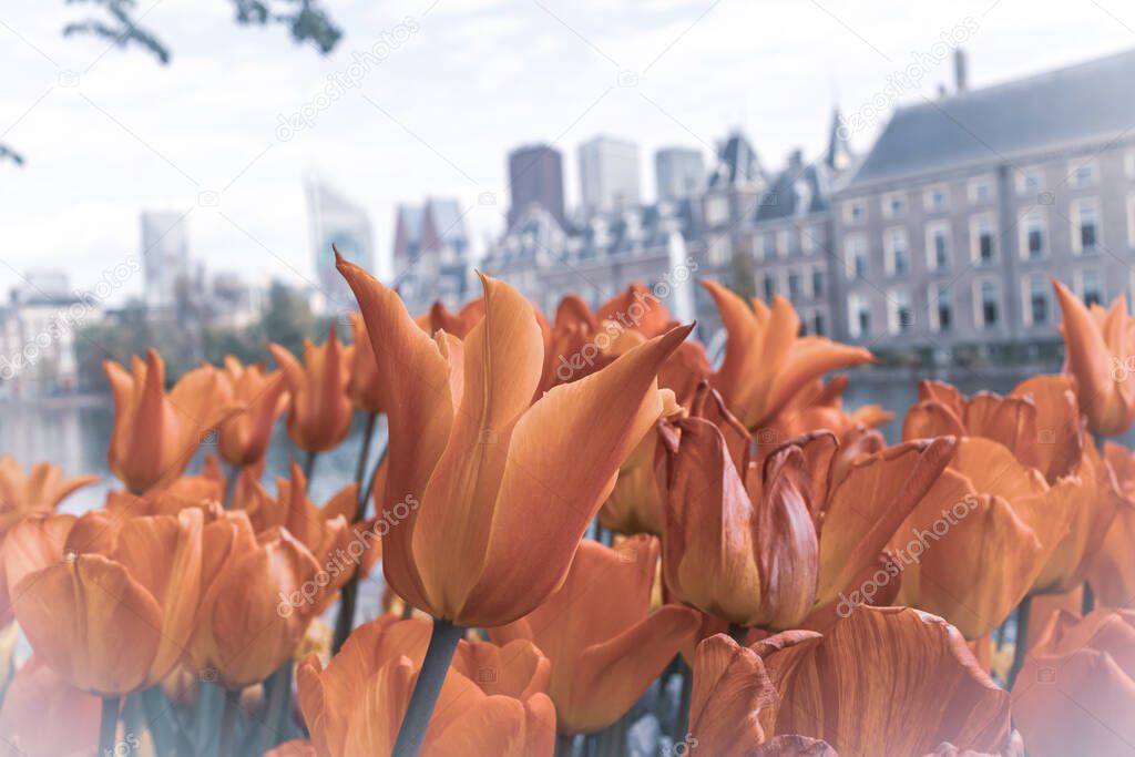Spring flower tulips at the Netherlands parliament in the city of The Hague, selective focus blur