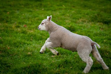 Çiftlik hayvanlarının seçici odak bulanıklığında neşeli ve neşeli koyun sürüsü