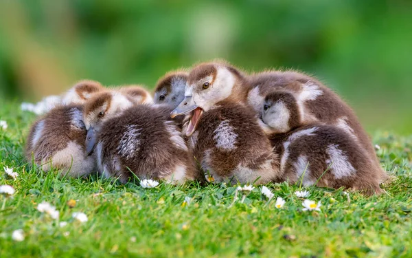 Słodkie pisklęta egipskiej gęsi nowo narodzone ptaki w parku w sezonie wiosennym — Zdjęcie stockowe