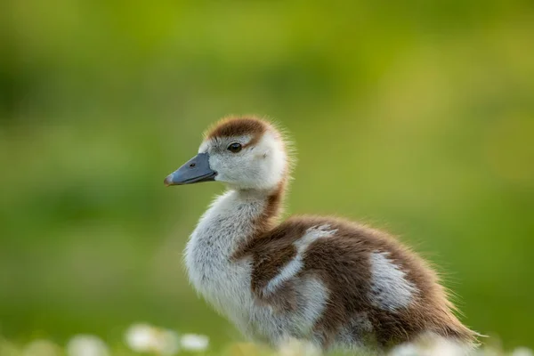春天的时候，公园里一只埃及鹅的可爱的小鸡，刚出生的小鸟 — 图库照片